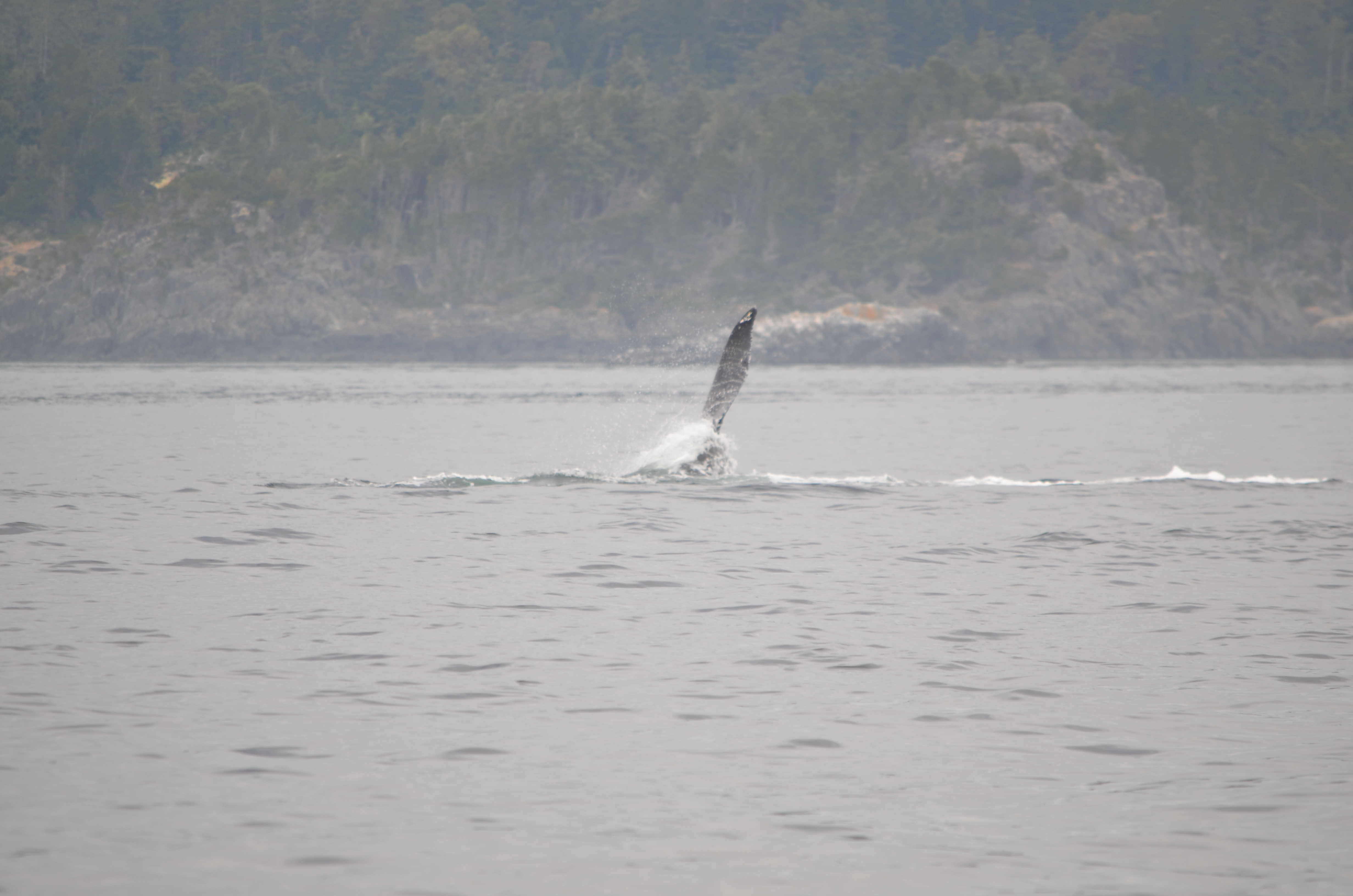 photos/wildlife/Mammal_Species/Humpback Whale/DSC_0196.JPG